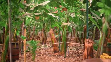 香蕉树，有巨大的绿叶。 香蕉种植园，有机食品和食品生产。