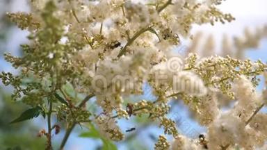 蜜蜂飞行。 各种昆虫在树枝上授粉盛开的黄白色花。 特写镜头。 蜜蜂采蜜