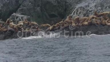 一群海狮从岩石悬崖跃入<strong>水中</strong>。 野生<strong>动物</strong>和<strong>动物</strong>