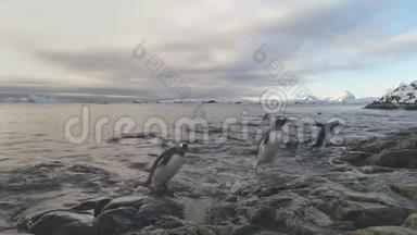 登图企鹅来到南极雪岸
