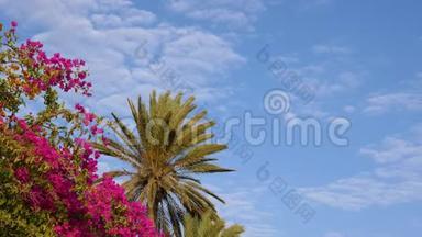 盛开的夹竹桃和棕榈树在<strong>晴朗</strong>的蓝天背景上随风摇曳