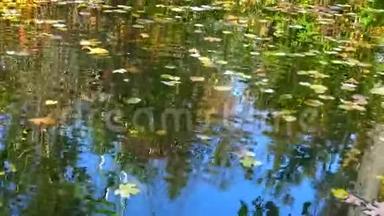秋天，黄叶在水上摇摆，在水中倒影。 苏<strong>菲</strong>耶夫斯基公园