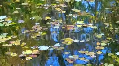 秋天，黄叶在水上摇摆，在水中倒影。 苏<strong>菲</strong>耶夫斯基公园