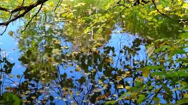 秋天，黄叶在水上摇摆，在水中倒影。 乌曼索菲夫斯基公园