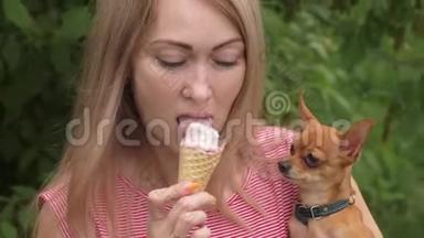 狗舔冰淇淋。 一个女人的忠实宠物坐在她的怀里。 玩具狗吃美味的冰淇淋