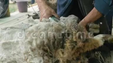 男子剪羊毛者在农业展览会上竞争. 电动专业绵羊手动<strong>剪发</strong>羊