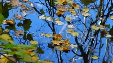秋天，黄叶在水上摇摆，在水中倒影。 乌曼<strong>索菲</strong>夫斯基公园