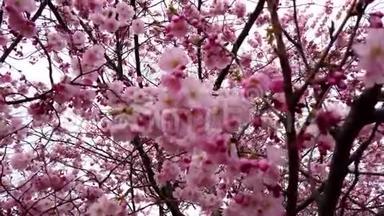 4k视频：春天樱花开满了粉红色的花朵、<strong>风</strong>和树枝