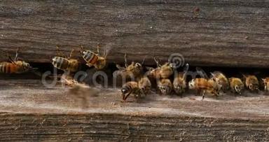 欧洲蜂蜜蜜蜂，蜜蜂蜜蜂，清洁工人从蜂巢中释<strong>放出</strong>来的假癣茧，诺曼底蜜蜂，真实