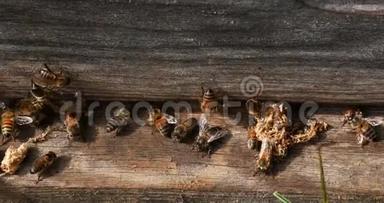 欧洲蜂蜜蜜蜂，蜜蜂蜜蜂，清洁工人从蜂巢中释放出来的假癣茧，诺曼底蜜蜂，真实