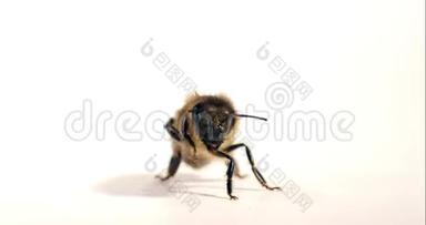 欧洲蜂蜜蜜蜂，意大利蜜蜂，黑蜂白背景美容，诺曼底，<strong>实时</strong>4K