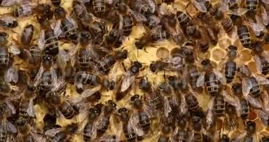 欧洲蜂<strong>蜜蜂</strong>，<strong>蜜蜂蜜蜂</strong>，黑蜂在育雏架上，女王在中间，<strong>蜜蜂</strong>在诺曼底，实时4K
