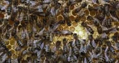 欧洲蜂蜜蜂，蜜蜂蜜蜂，黑蜂在育雏架上，女王在中间，蜜蜂在诺曼底，实时4K