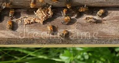 欧洲蜂蜜<strong>蜜蜂</strong>，<strong>蜜蜂蜜蜂</strong>，清洁工人从蜂巢中释放出来的假癣茧，诺曼底<strong>蜜蜂</strong>，真实