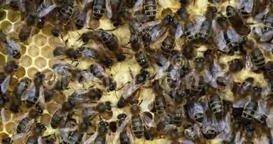 欧洲蜂蜜蜂，蜜蜂蜜蜂，黑蜂在育雏架上，女王在中间，蜜蜂在诺曼底，实时4K