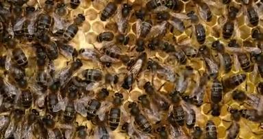 欧洲蜂<strong>蜜蜂</strong>，<strong>蜜蜂蜜蜂</strong>，黑蜂在育雏架上，女王在中间，<strong>蜜蜂</strong>在诺曼底，实时4K