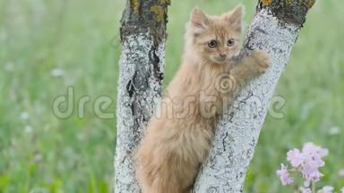 树上的红色毛茸茸的小猫<strong>喵喵</strong>叫.