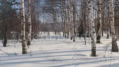穿着冬装的人骑着小型雪车在森林里的雪堆上快速行驶，在树林间穿行