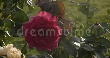复古看玫瑰<strong>花开花</strong>丛在植物园4k近景拍摄.. 盛开的花朵，粉红色的玫瑰