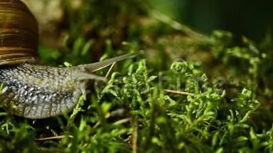 蜗牛沿着森林苔藓爬行.. 在森林里蜗牛<strong>41</strong>。