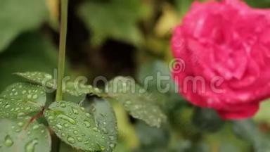 晴天盛开的红玫瑰花上的清新雨水滴