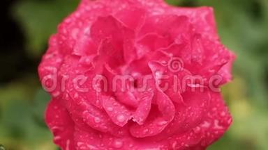 晴天盛开的红玫瑰花上的清新雨水滴