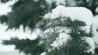 冬天松枝，雪花上一枝，云杉叶随水滴特写.. 美丽的自然景观