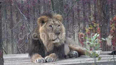 亚洲狮子潘特赫拉狮子波斯受到威胁的物种