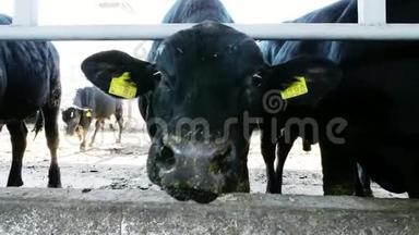 特写镜头。 年轻的公牛看着相机，咀嚼干草。 苍蝇飞来飞去。 奶牛，大黑纯种，繁殖公牛