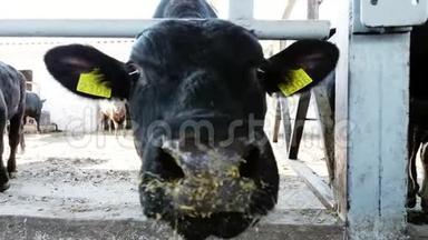 特写镜头。 年轻的公牛看着相机，咀嚼干草。 苍蝇飞来飞去。 <strong>奶</strong>牛，大黑<strong>纯</strong>种，繁殖公牛