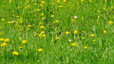 绿荫上盛开的黄色蒲公英。 青青的春田和野花.. 放大