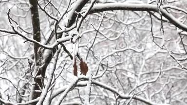 冬天，<strong>两片</strong>枯叶挂在一个城市公园里一棵白雪覆盖的树的树枝上。