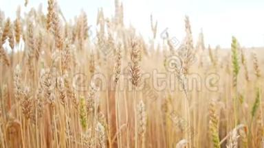 麦田。 地上的金色麦穗.. 风吹动粮食作物的收成.