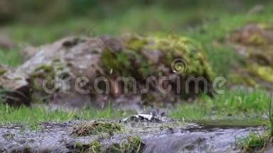 在苏格兰的春天里，在一条从眼睛到鸟的小河里洗澡的普通糠科。