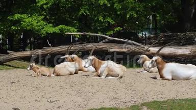 夏天阳光明媚的一天，动物园里长着尖角的白山羊坐在地上