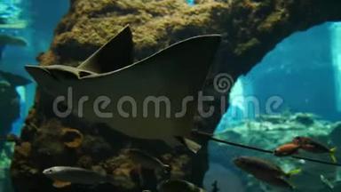<strong>海底世界</strong>，美丽多彩的热带鱼在大型水族馆的镜头前飘过
