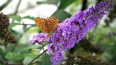 蝴蝶在紫色的花朵上.
