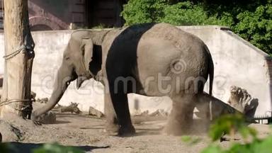 大象在树干的帮助下自行喷水，以保护自己不受动物园里苍蝇的侵害