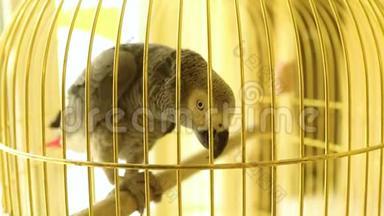 非洲灰鹦鹉在金色的笼子里，非洲灰鹦鹉坐在笼子里，漂亮的大鹦鹉在笼子里