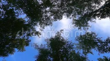 镜头低角度拍摄到郁郁葱葱的太平洋西北森林，显示出<strong>高大</strong>、古老的生长<strong>树木</strong>