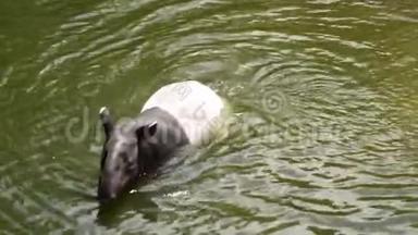 大自然野生动物可爱的马来亚塔皮尔在水里游泳
