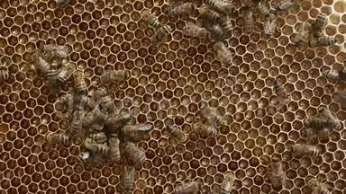 蜂群中的蜂群