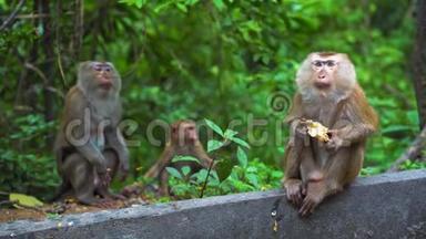 野生猴子在自然条件下。 吃香蕉和坚果。 亚洲泰国。 猴子山。