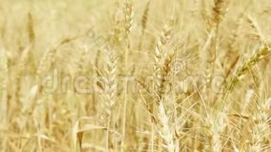 白天在金田上的成熟小麦穗。 干黑麦在风中缓慢摇摆的穗状花序