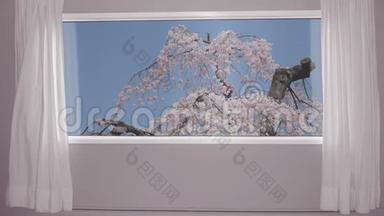从窗口观看背景蓝天上盛开的樱花树。 背景板，色度键视频背景..