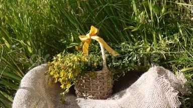 篮子和收集的草圣约翰`<strong>麦汁</strong>在田野上打嗝。 夏季收获药用植物