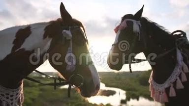 两匹棕色华丽的马站在草地上，日落时分池塘里，慢悠悠地走着