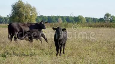 小牛靠近奶牛<strong>喝牛奶</strong>，吃。 牛群在田里放牧。 农场的肉类生产。 夏天温暖的一天。