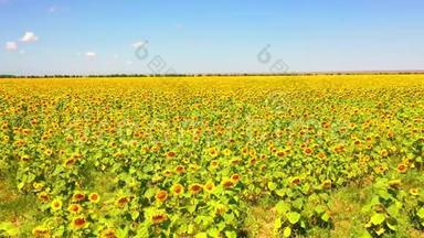 从空中俯瞰向日葵田野。 飞越向日葵的田野。 有人穿过黄色的向日葵