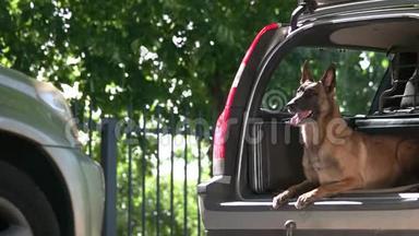 汽车后备箱里的狗正跳出来攻击一个陌生人。